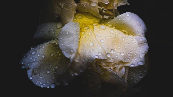 Rose Flower Drops Wallpaper