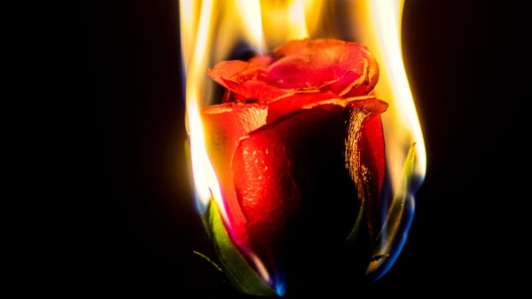 Rose Flower Flame Wallpaper
