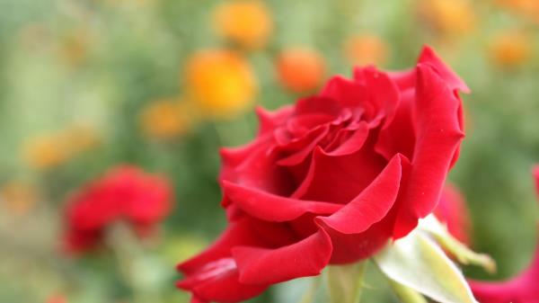 Rose Flower Petals Bud Close Up Re Wallpaper