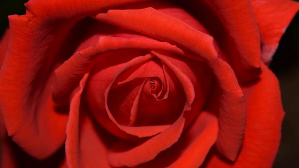 Rose Flower Petals Close Up Wallpaper