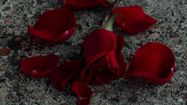 Rose Flower Petals Image Wallpaper