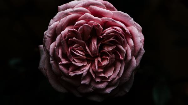 Rose Flower Pink Image Wallpaper