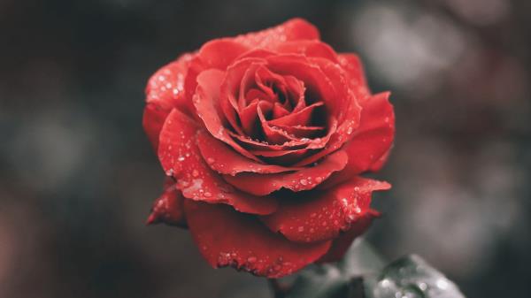 Rose Flower Red Image Wallpaper
