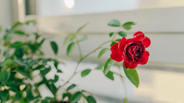 Rose Flower Red Wallpaper