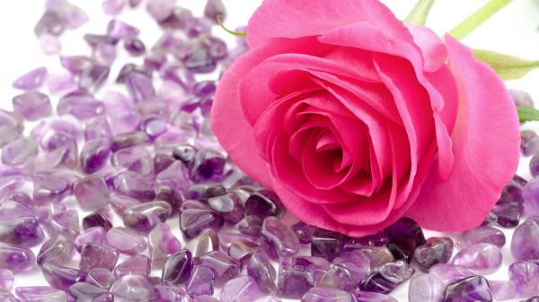 Rose Flower Stone Close U Wallpaper