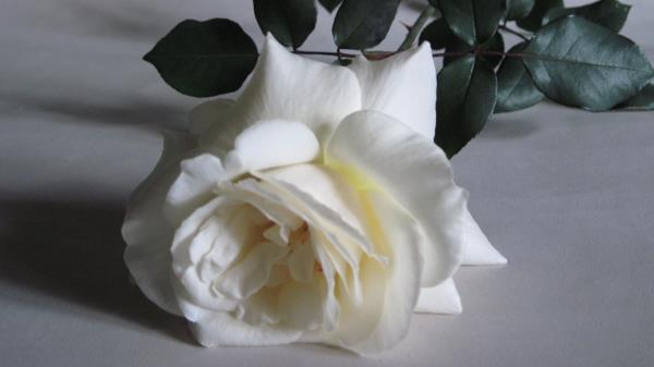 Rose Flower White Bud Lea Wallpaper