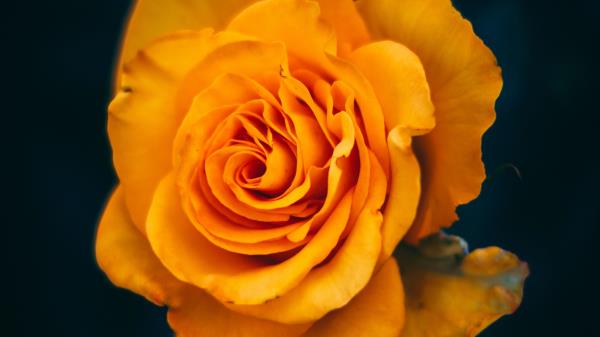 Rose Flower Yellow Image Wallpaper