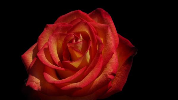 Rose Flowers Petals Image Wallpaper