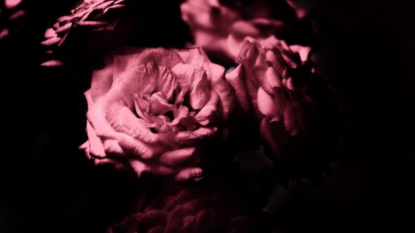 Rose Flowers Petals Wallpaper