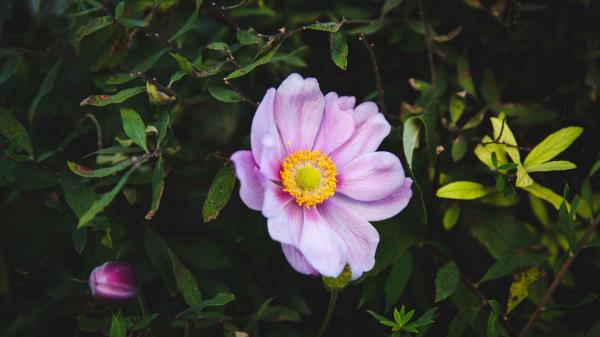 Rose Garden Flower Garden Wallpaper