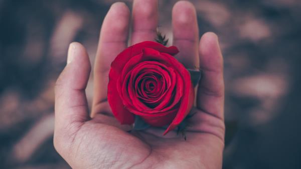 Rose Hand Red Bud Wallpaper