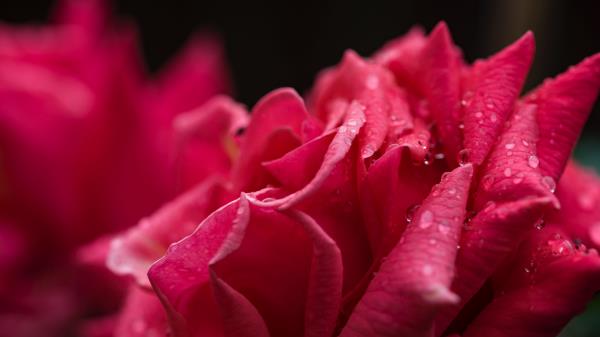 Rose Petals Drops Image Wallpaper