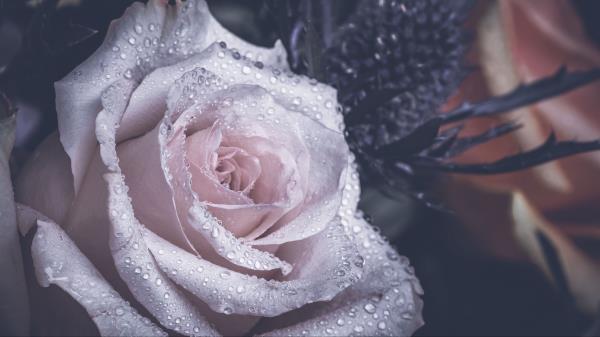 Rose Petals Drops Wallpaper
