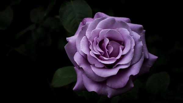 Rose Petals Flower Image Wallpaper