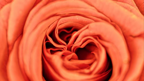 Rose Petals Flower Wallpaper