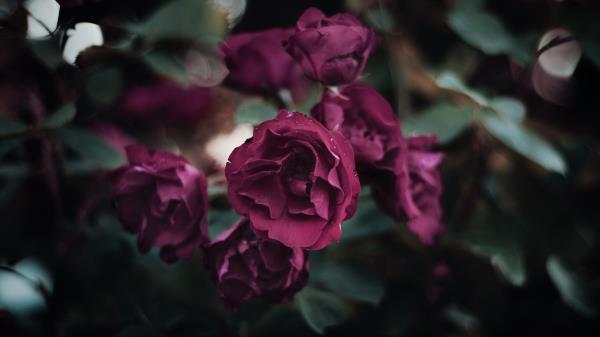 Rose Petals Flowerbed Wallpaper