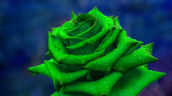 Rose Petals Green Wallpaper