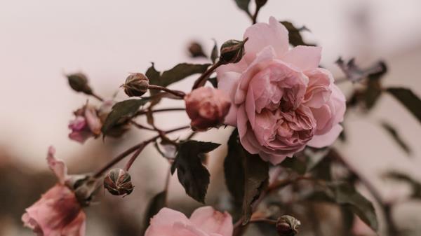 Rose Pink Flowers Wallpaper
