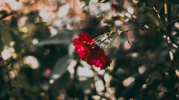 Rose Red Flower Wallpaper