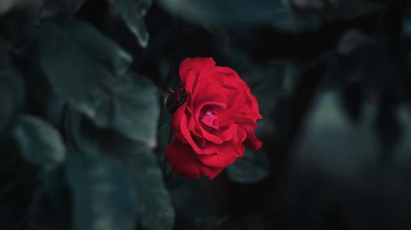 Rose Red Garden Wallpaper