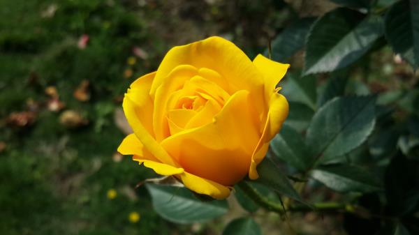 Rose Yellow Flower Bush Bud Wallpaper