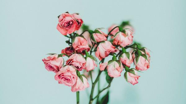 Roses Bouquet Pink Wallpaper