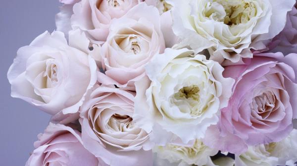 Roses Bouquet Tenderness Wallpaper