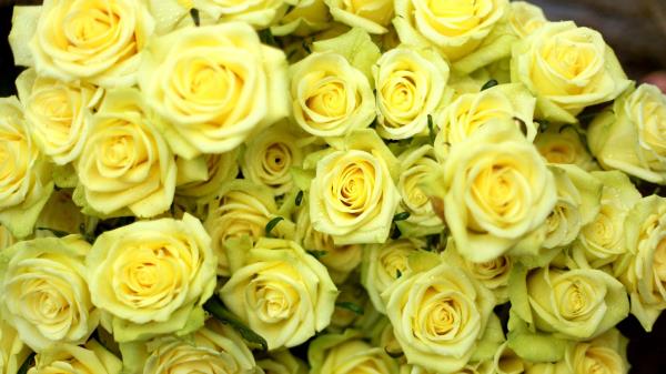 Roses Flowers Flower Yellow Drop We Wallpaper
