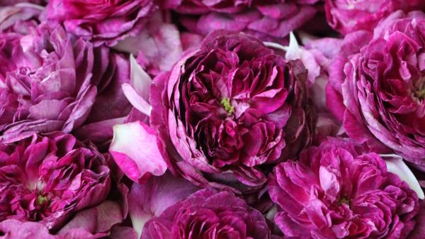Roses Flowers Pink Image Wallpaper