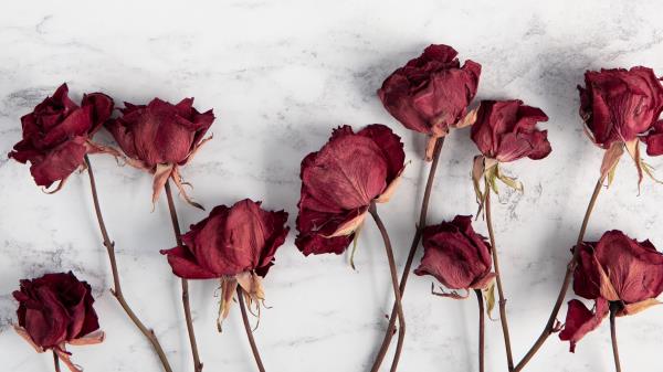 Roses Flowers Red Wallpaper