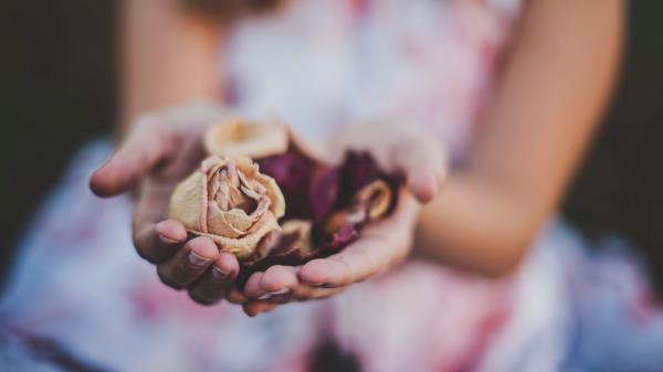 Roses Herbarium Hands Flowers Wallpaper