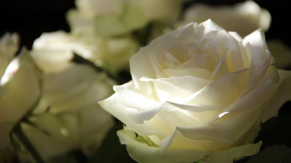 Roses Petals Bud Wallpaper