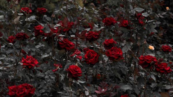 Roses Red Flowerbed Wallpaper