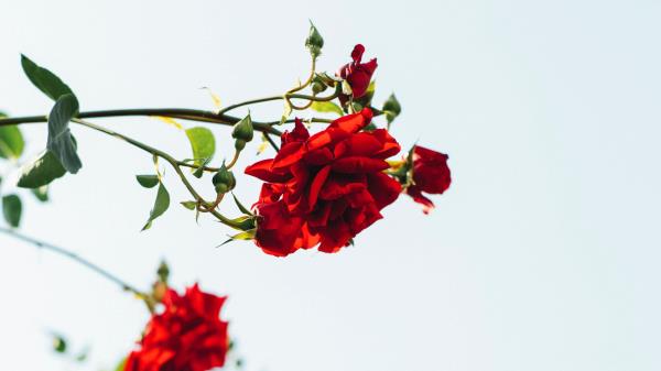 Roses Red Flowers Wallpaper