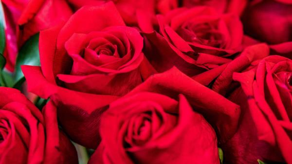 Roses Red Petals Wallpaper