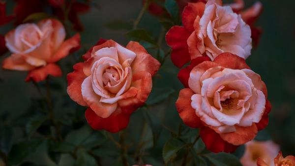 Roses Rose Garden Wallpaper