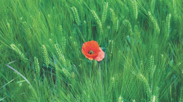 Rye Poppy Flower Wallpaper