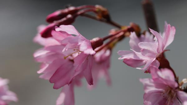 Sakura Blossom Branch Flower Wallpaper