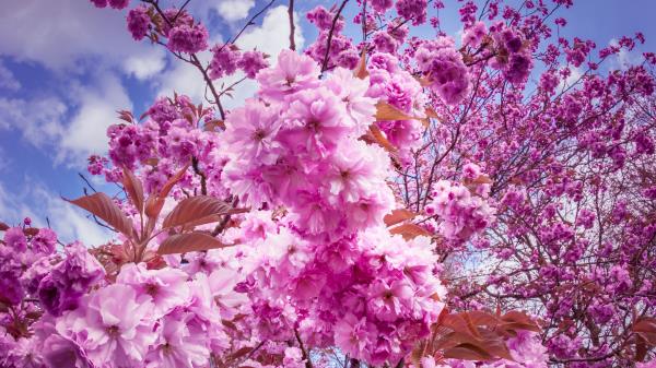 Sakura Cherry Flowers Wallpaper