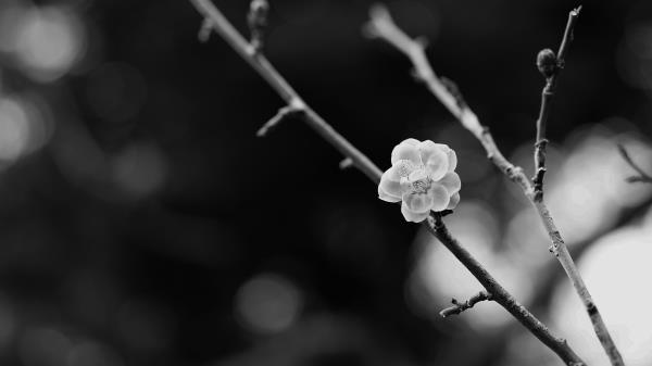 Sakura Flower Bw Wallpaper