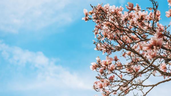 Sakura Flowers Branches Image Wallpaper