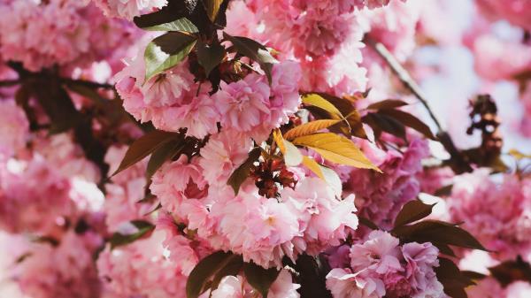 Sakura Flowers Flowering Wallpaper