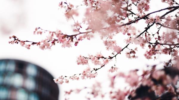 Sakura Flowers Pink Wallpaper