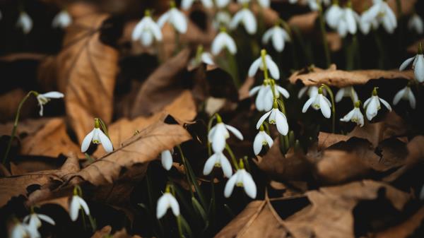 Snowdrops White Flowers Image Wallpaper