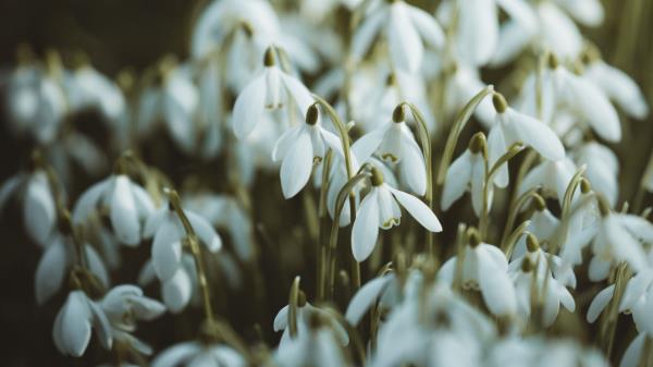 Snowdrops White Flowers Wallpaper