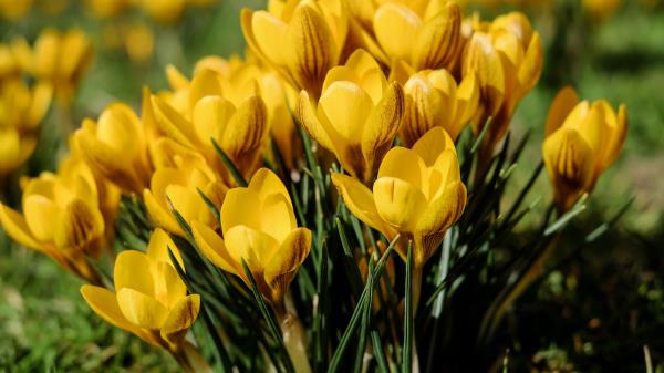 Snowdrops Yellow Spring Wallpaper