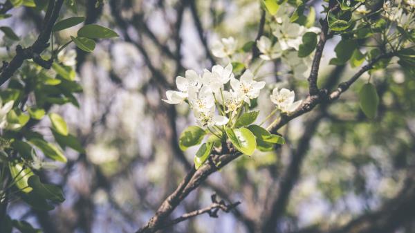 Spring Flowering Branch Flowers Wallpaper
