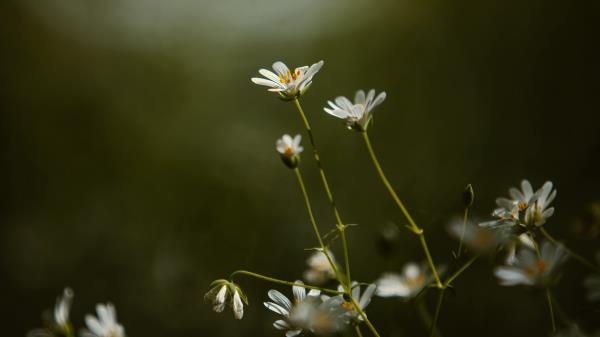 Stellaria Flowers Petals Wallpaper