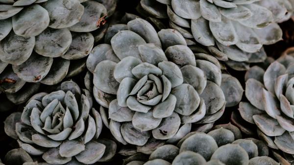 Succulents Flowers Plant Image Wallpaper