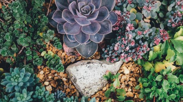 Succulents Flowers Plant Wallpaper